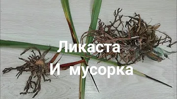 Орхидея Ликаста и деньги в мусорное ведро, обидно....