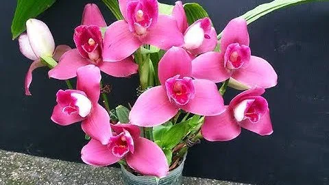 Моя новая орхидея Ликаста - Lyc.Yi-Ying Sakura self. Что делать после покупки?