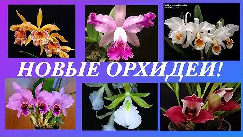 НОВИНКИ! Мой орхидейный ,,детский сад,,Съёмка от 13.11.2021.New Orchids!