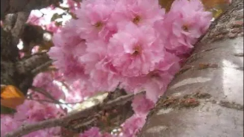 Sakura Sakura Japanese Folk Song