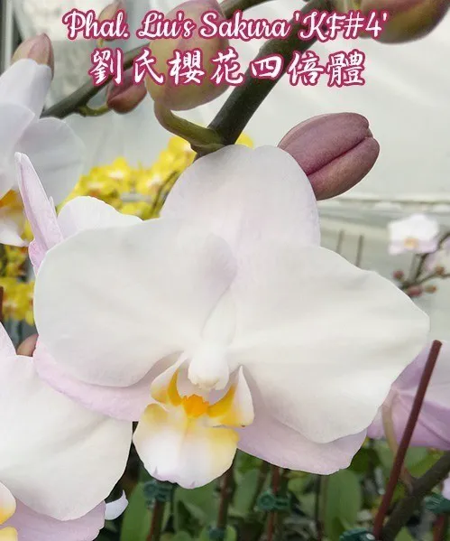 Phal. Liu's Sakura 'KF#4' 2.5'