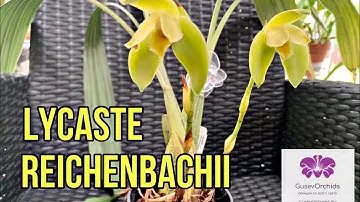 Орхидея Ликаста lycaste reichenbachii