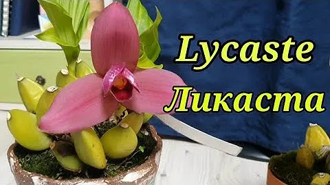 Ликаста в моей коллекции. Lycaste.