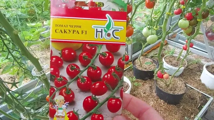 Черри Сакура!