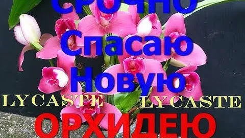 СРОЧНЫЕ МЕРЫ яйца улиток,клещи-ОРХИДЕЯ Ликаста Lyc Yi Ying Sakura self. ОБРАБОТКА. ПЕРЕСАДКА