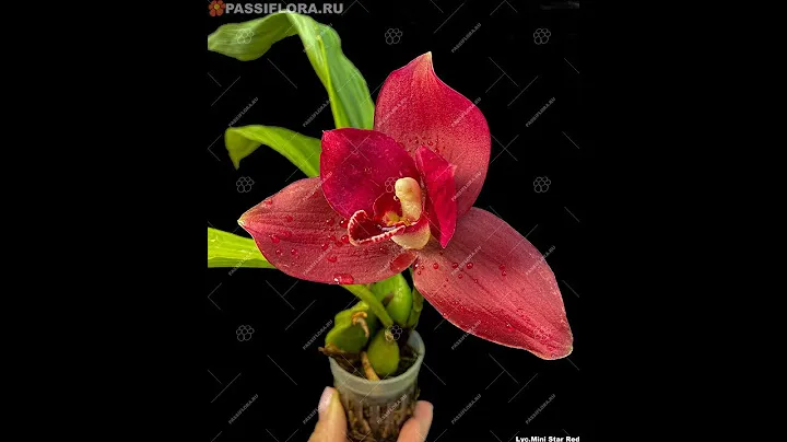 red small lycaste