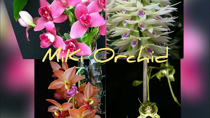 Орхидеи от MiKi ORCHID, гнилые корни, КЛЕЩ, плачевное состояние